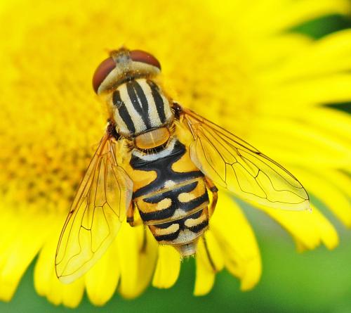 Réf. 327 973 : Parhelophilus versicolor